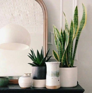 4 Benefits Indoor Plants Have On Our Health